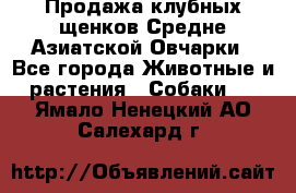 Продажа клубных щенков Средне Азиатской Овчарки - Все города Животные и растения » Собаки   . Ямало-Ненецкий АО,Салехард г.